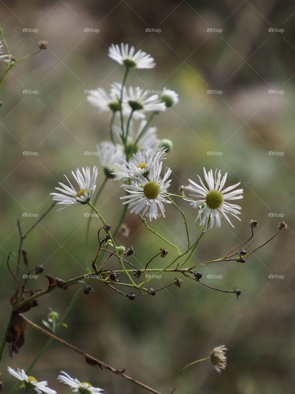Meadow in the forest