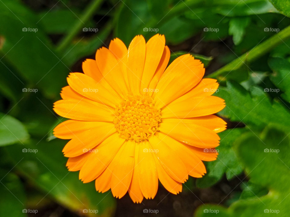 Calendula officinalis is a herbaceous plant, a species of the genus Calendula of the Aster family.