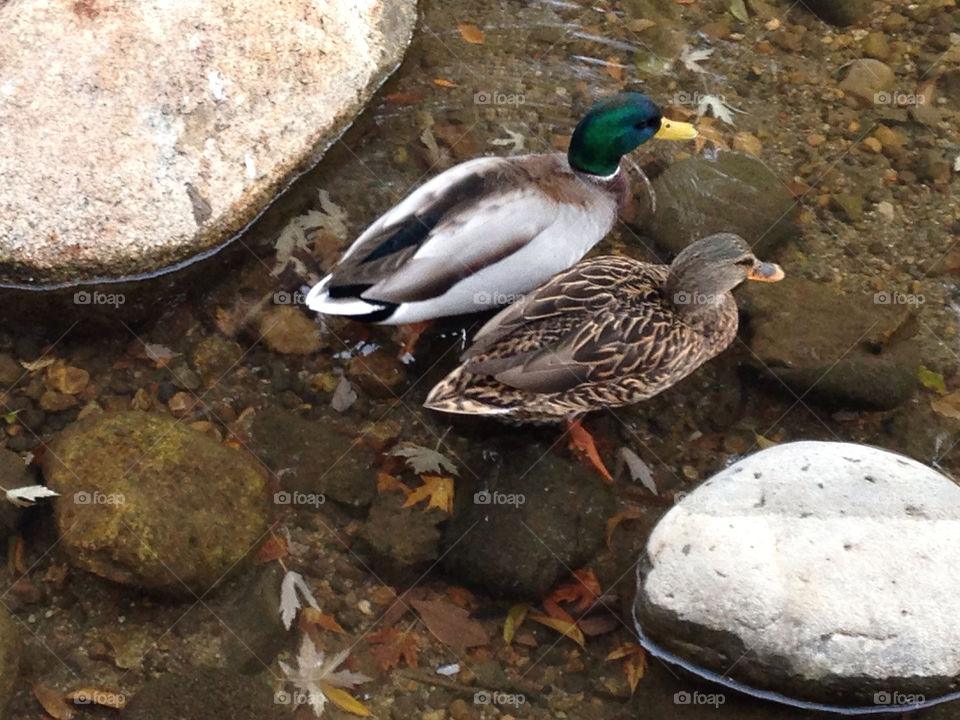 water ducks reno rocks by melody