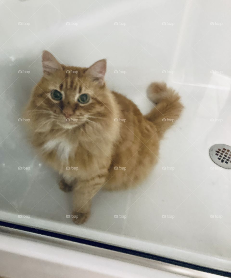 Cat sitting in shower 