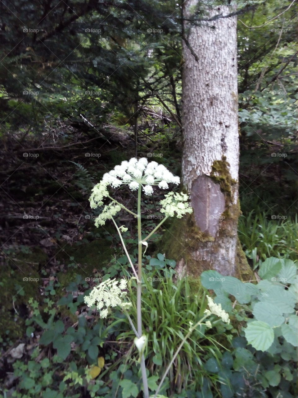Flowers from the Black Forest
