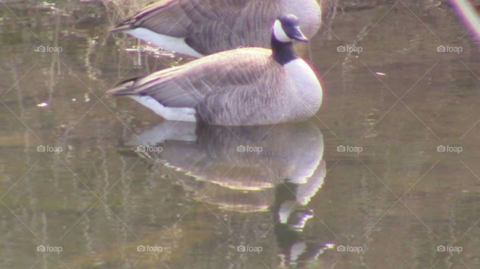 Reflective Geese