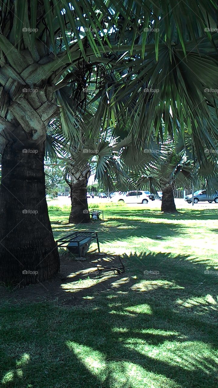 Dwarf trees. there is a garden in the city of Vitória - ES, where trees are of short stature