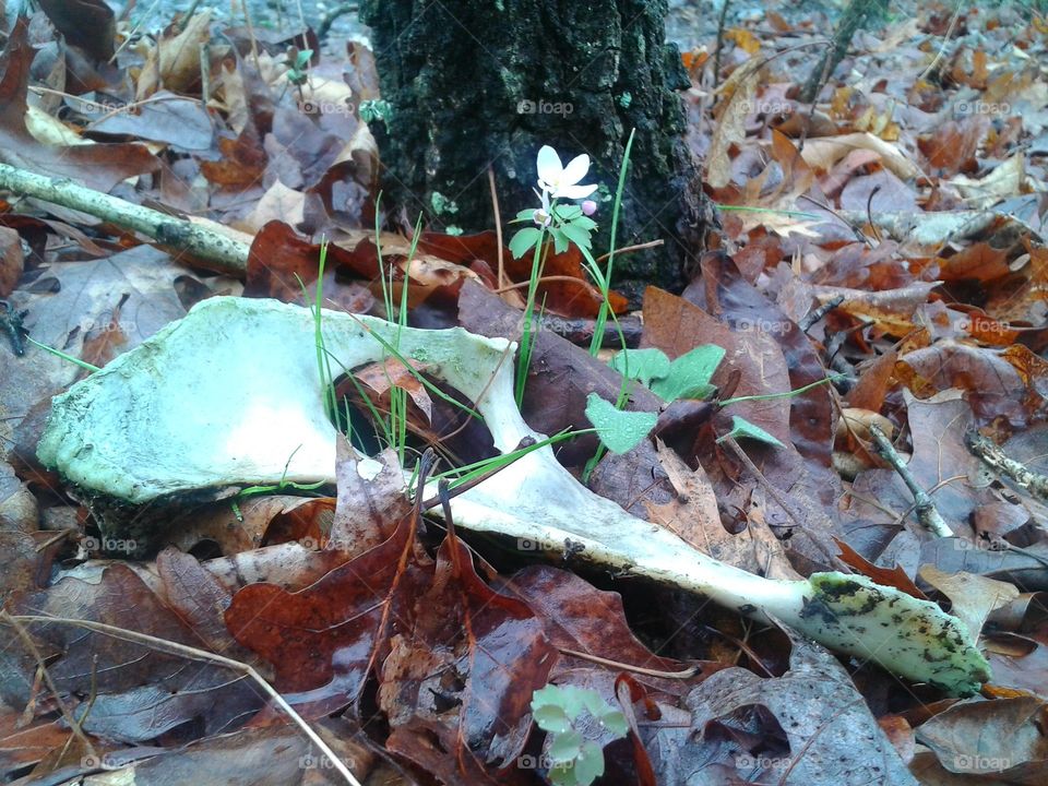 Bone and flower