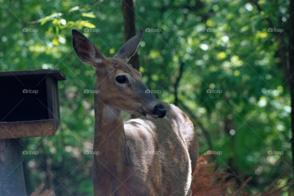 Deer in the woods