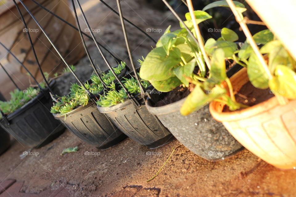 Pots arranged in a row