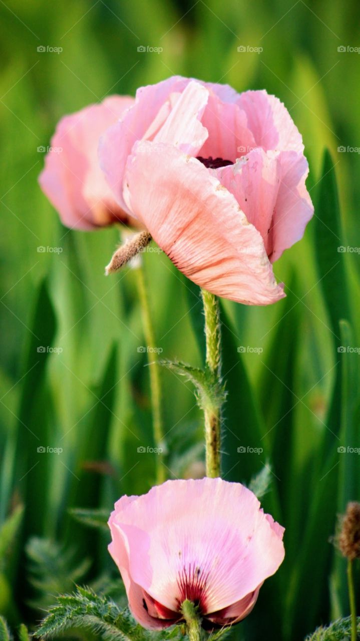 Pink poppies 