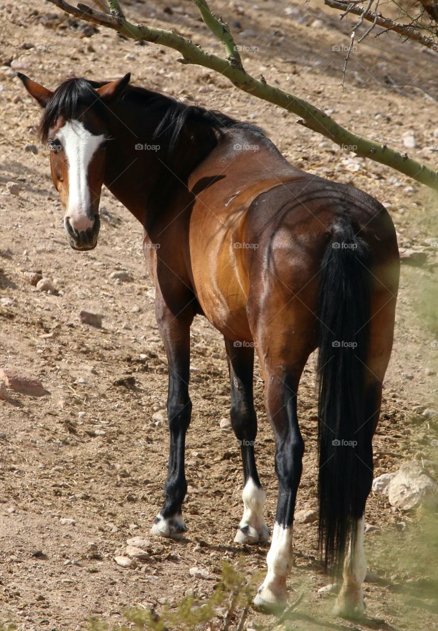 Wild Horse in the Desert