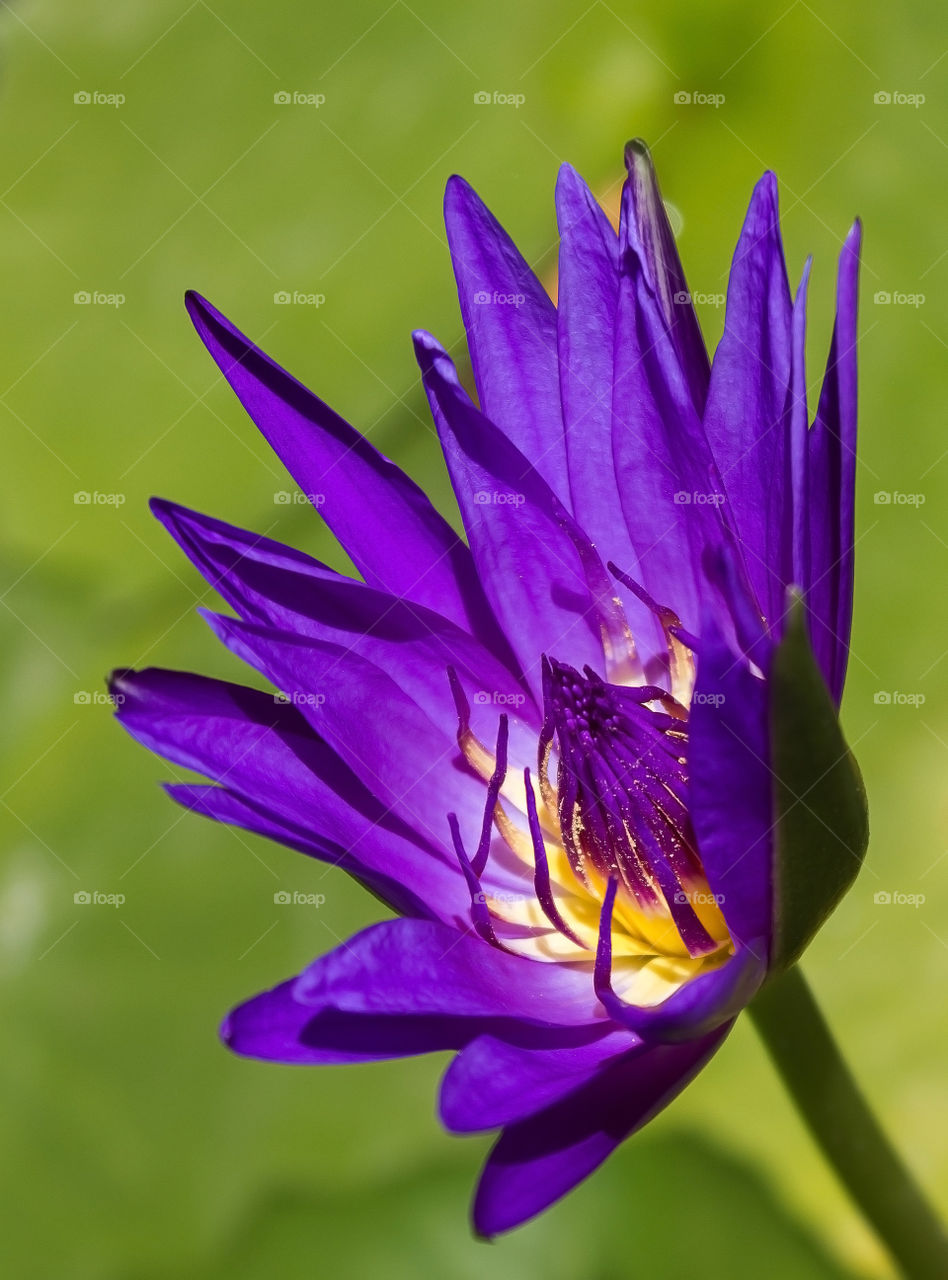 beautiful violet lotus flower