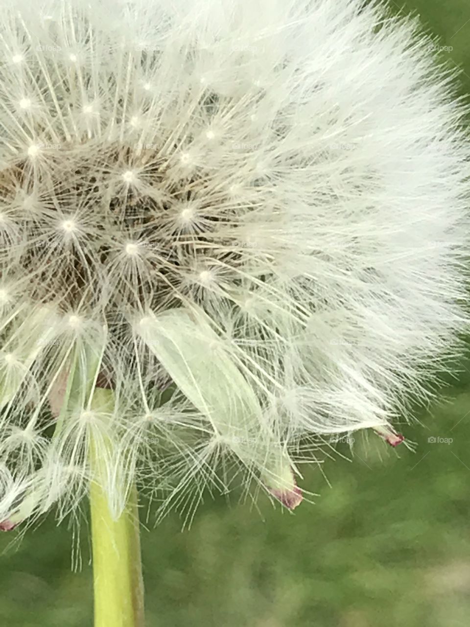 Dandelion closeup 