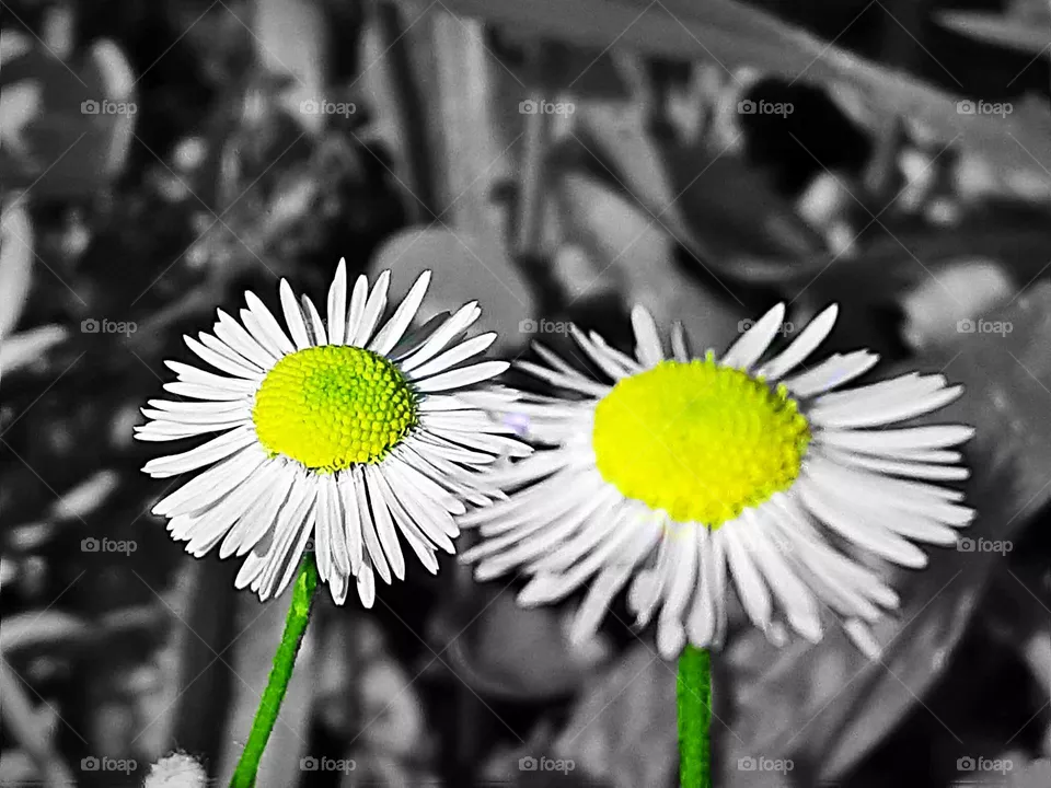 daisy