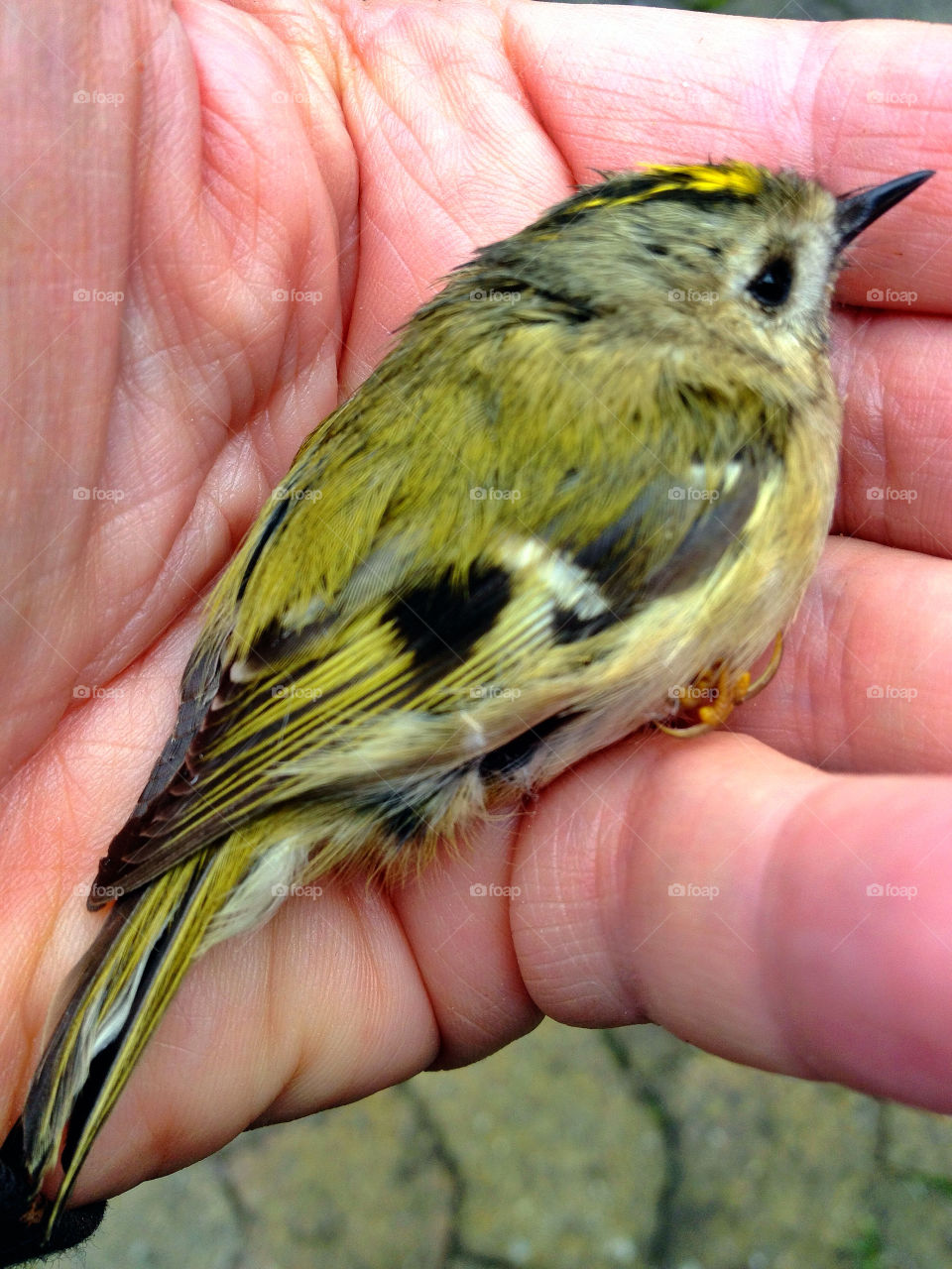 sweden bird hand fågel by elluca