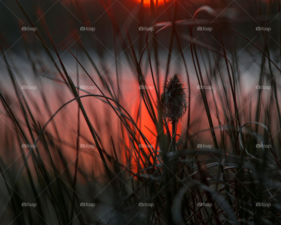 Close up of grass during sunset