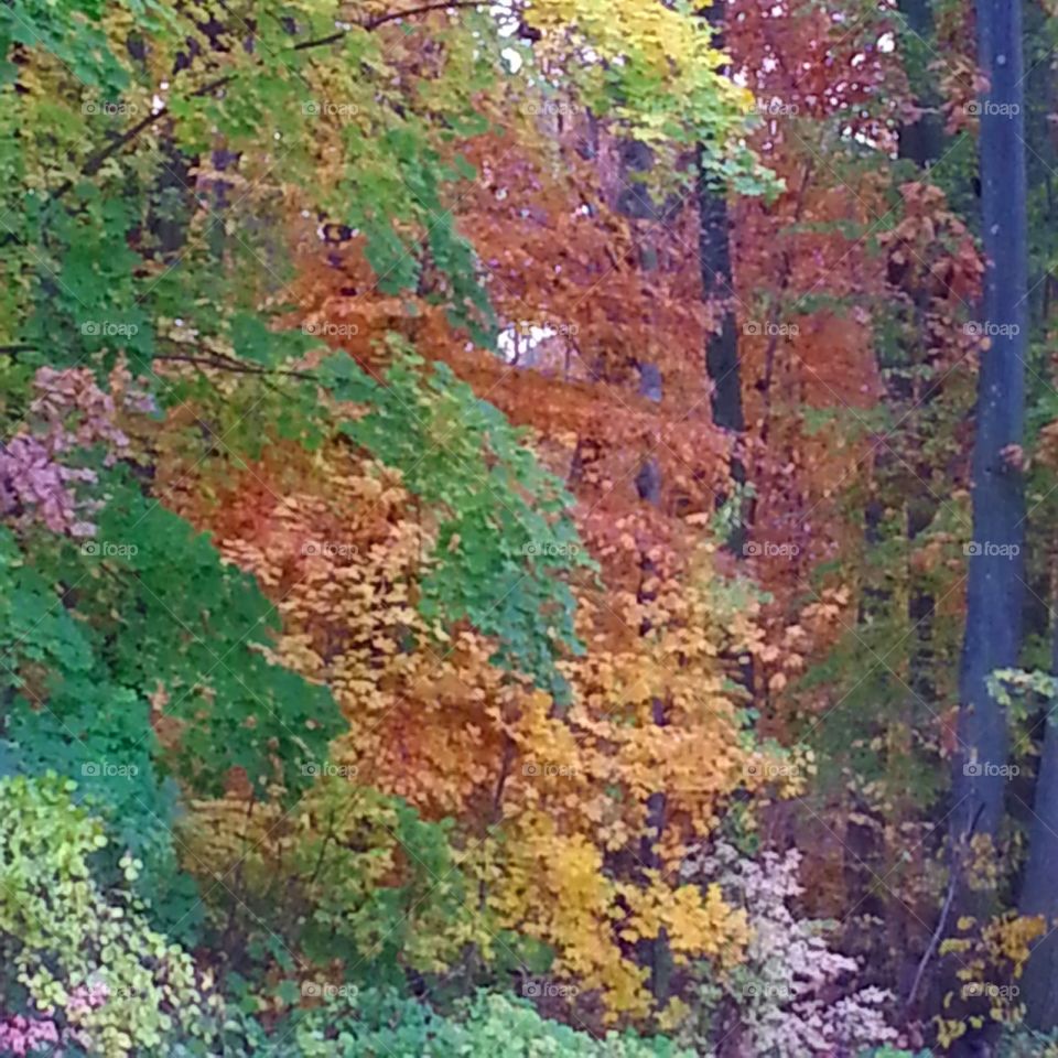 Fall, Leaf, Tree, Wood, Nature