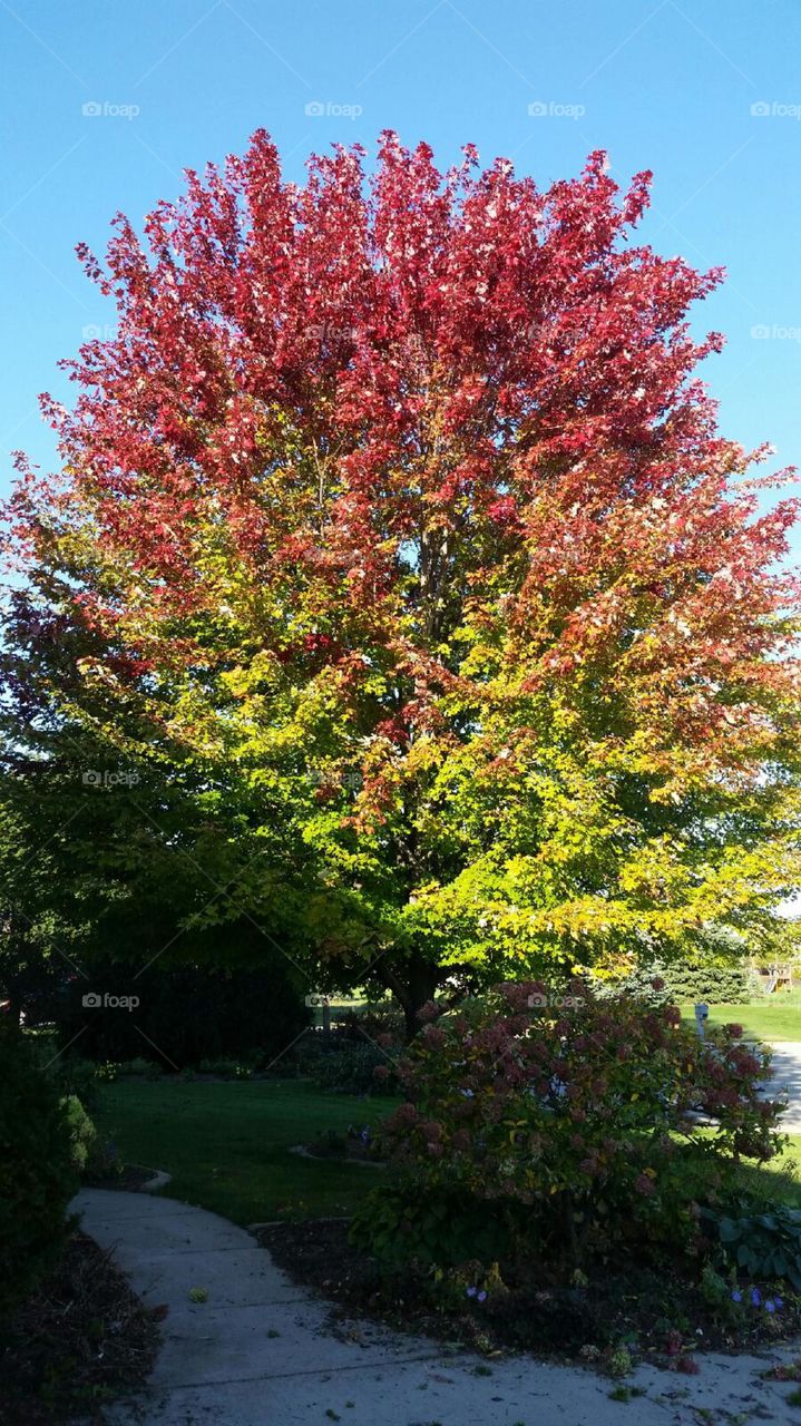 Tree, Leaf, No Person, Fall, Season
