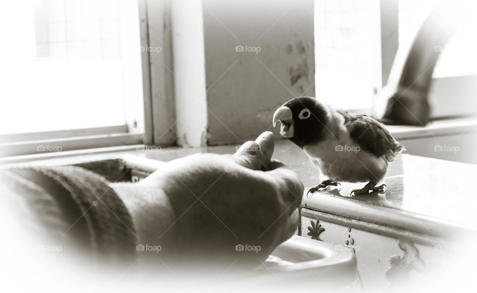 Feeding the little bird