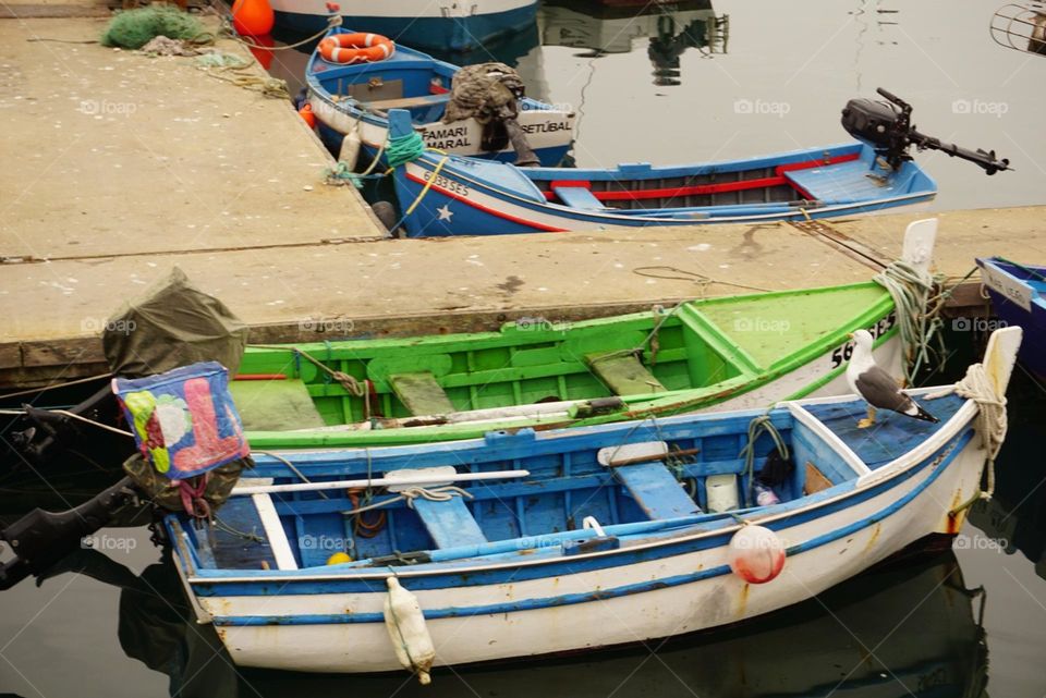 Seagull on the boat watching