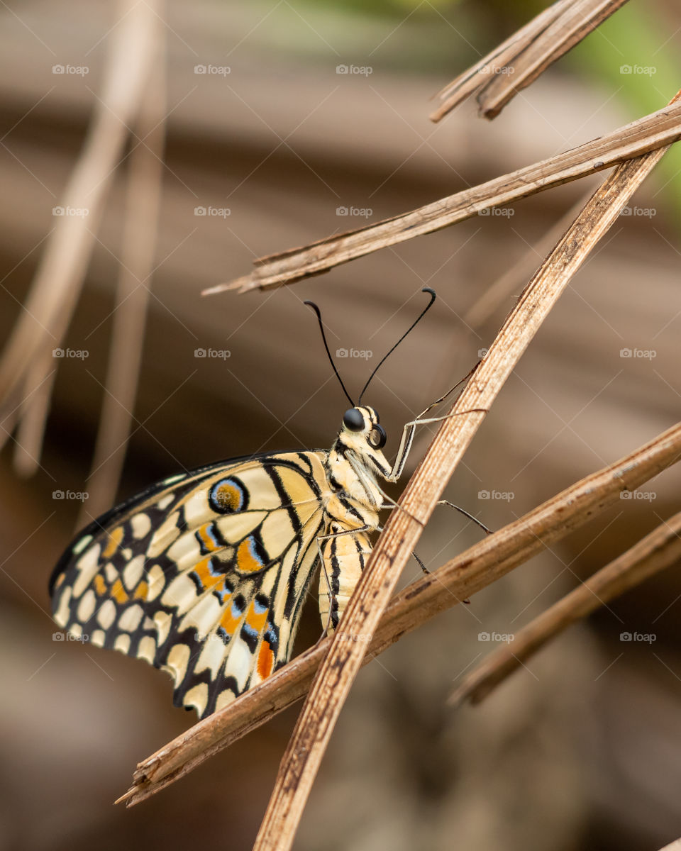 Beautiful Butterfly