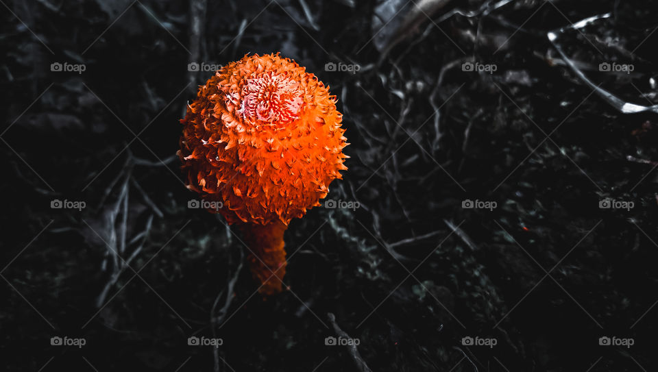red mushroom