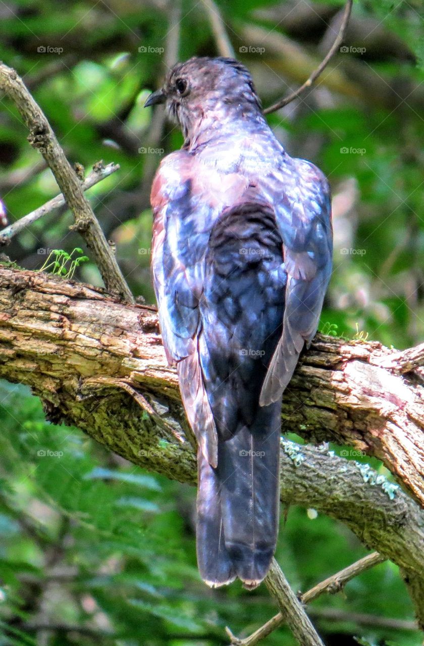 Bird, Wildlife, Nature, Wild, Animal