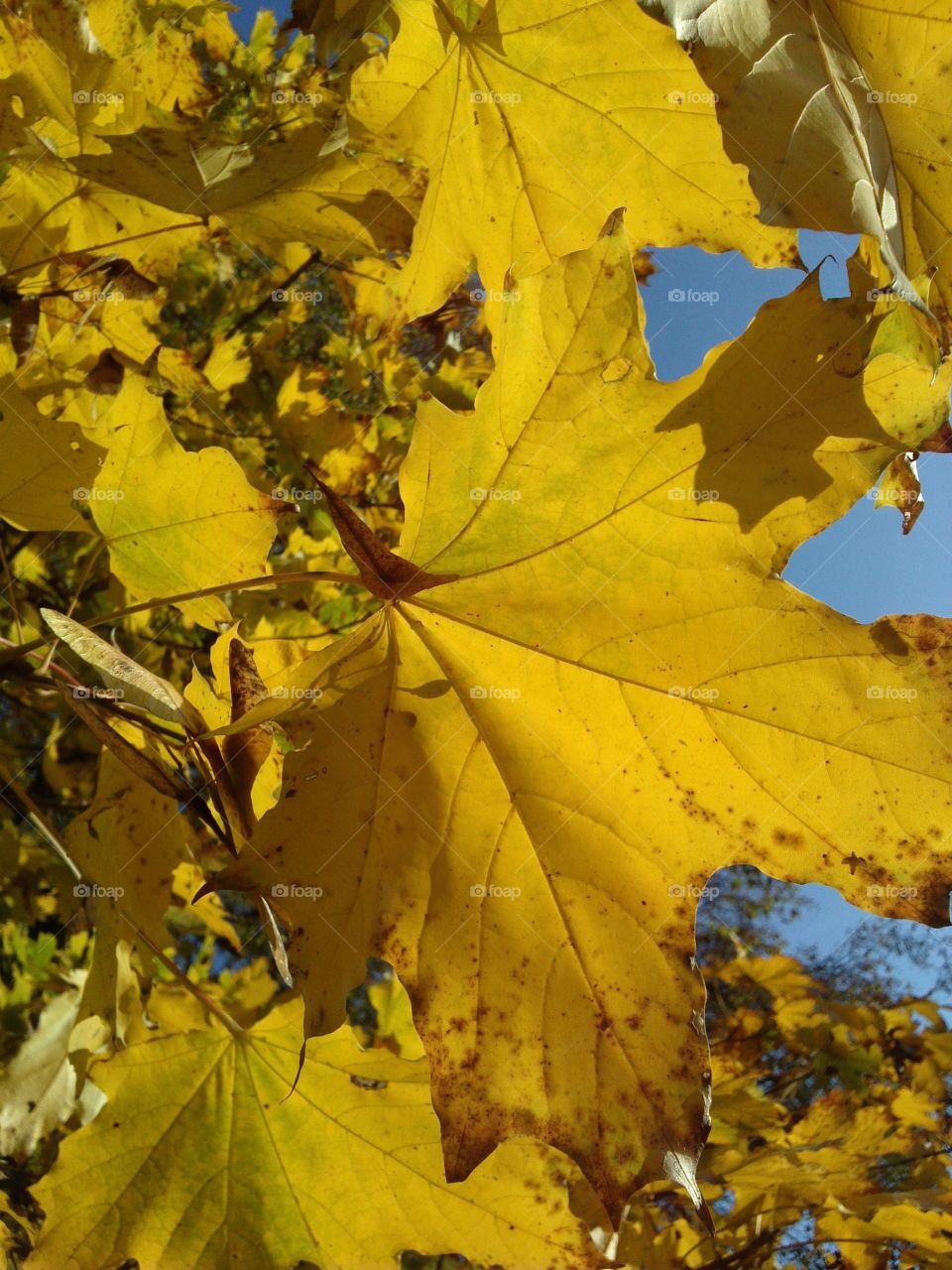 yellow autumn leaves