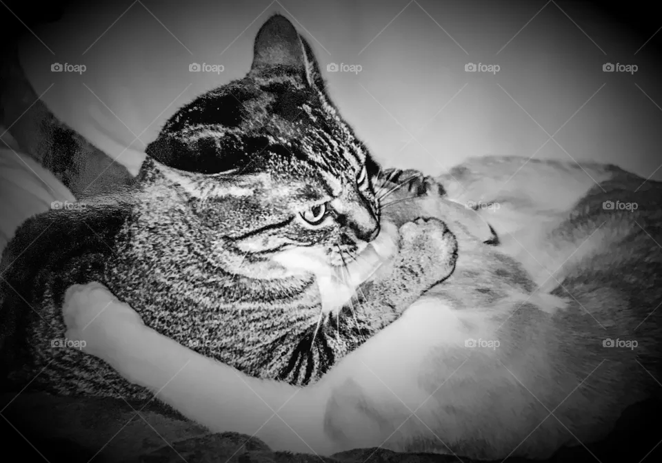 Angry cat
