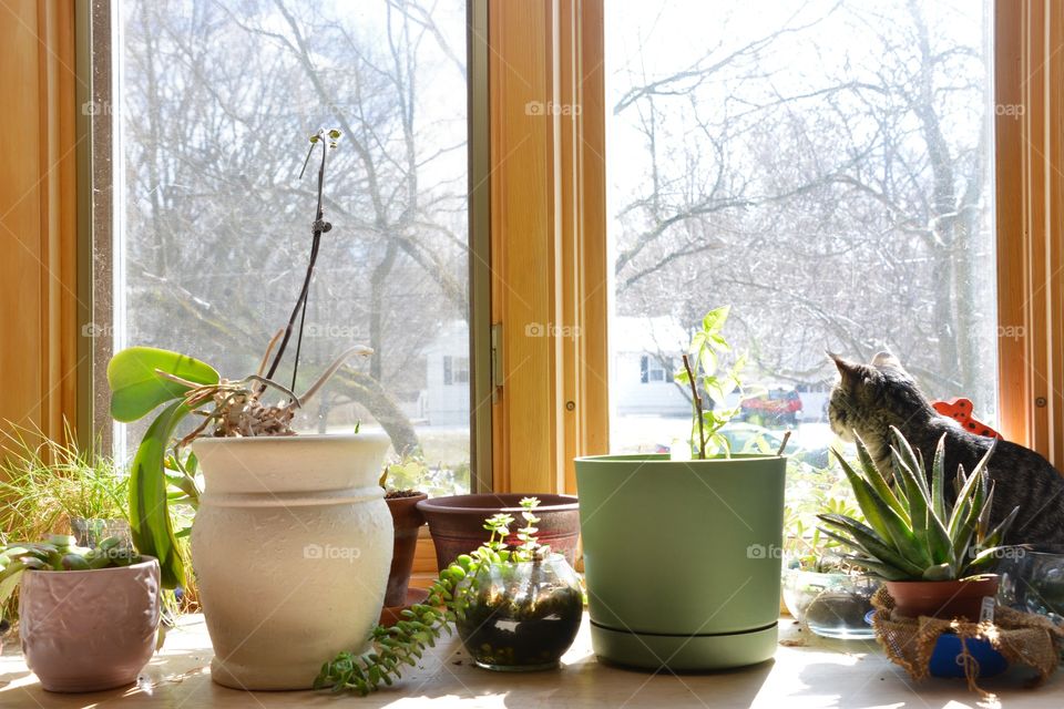 An arrangement of plants border the morning sun coming through the windows 