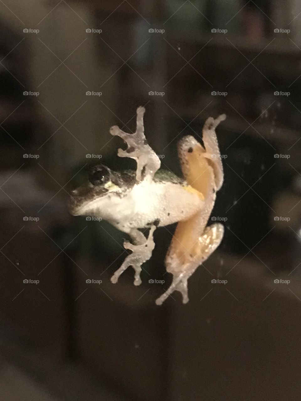 Frog. Frog on window. Amphibian. Tree frog