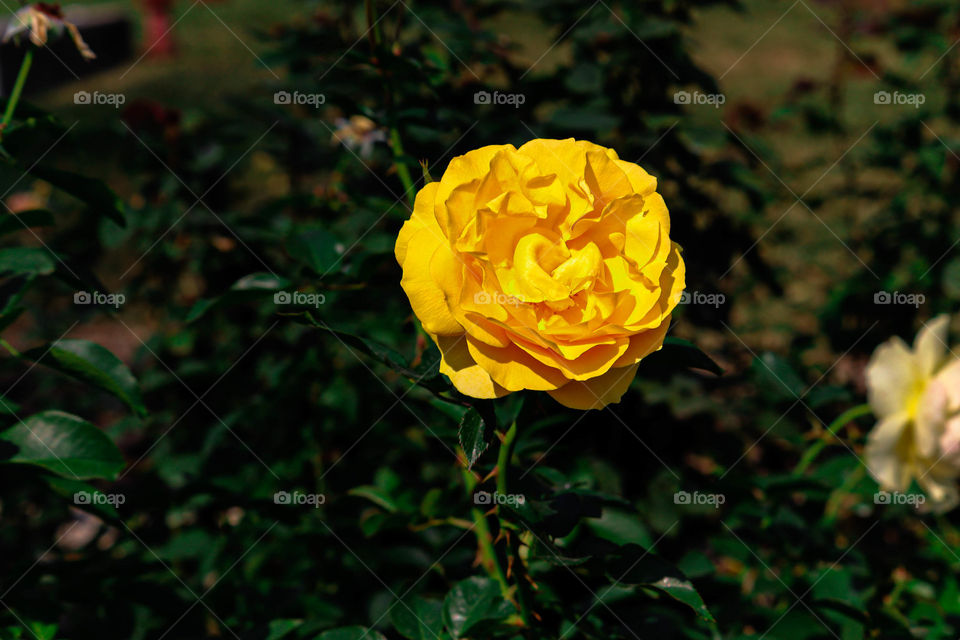 yellow rose