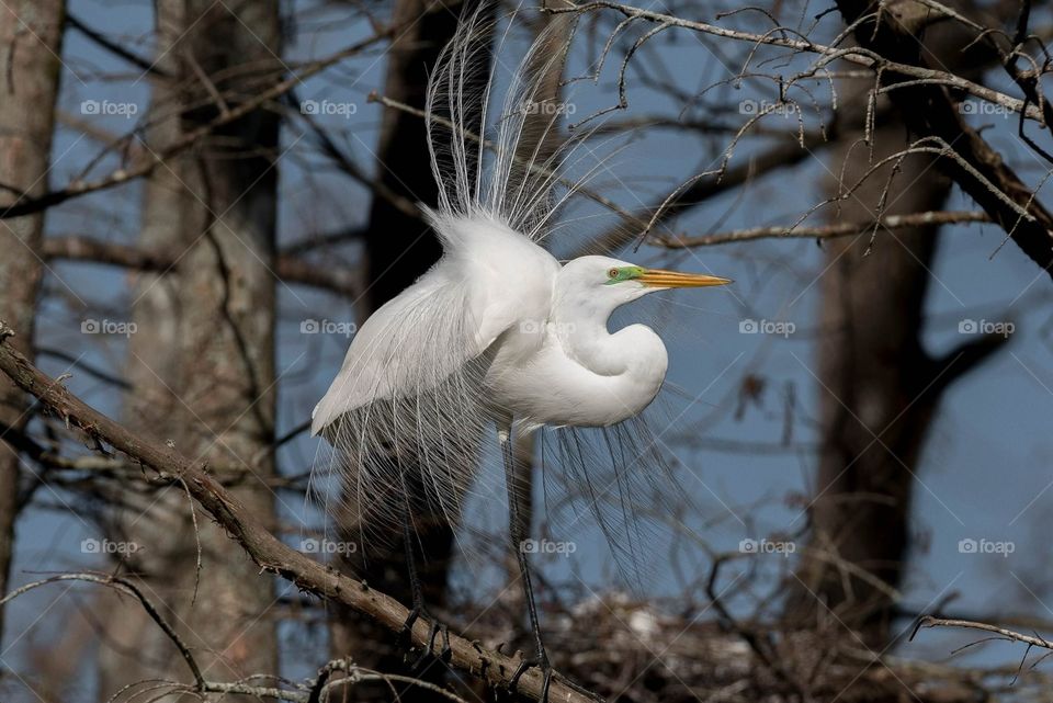 Egret in plumage 