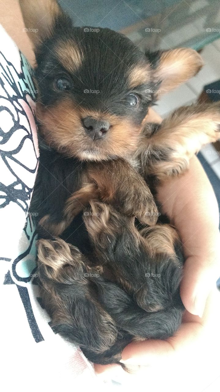 puppy yorky Tinkerbell