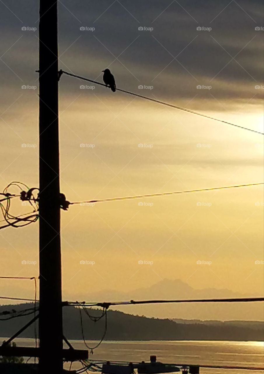 Bird on wire