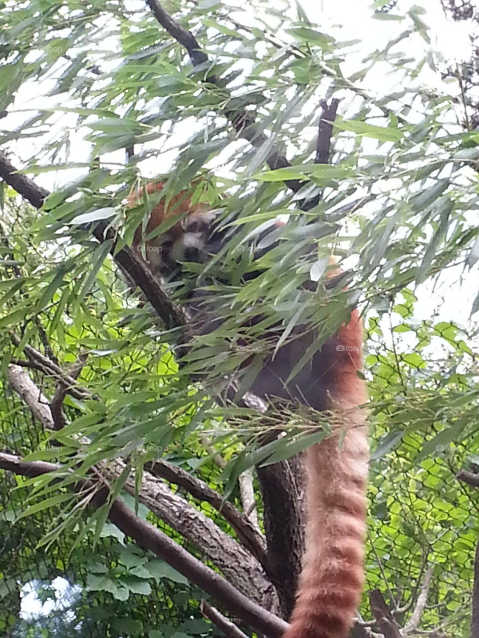 Red Panda