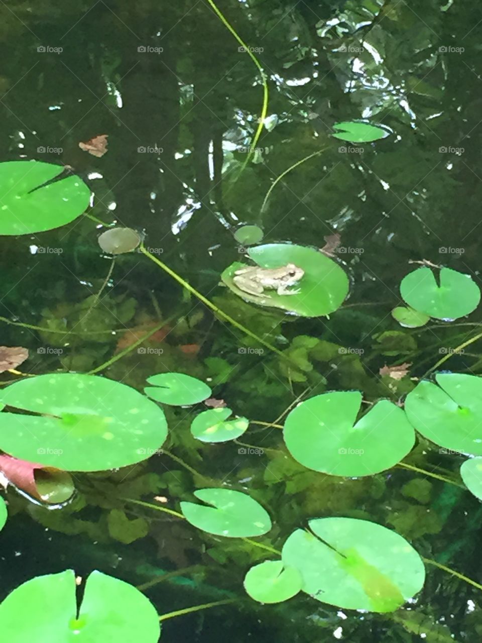 Hanging in the pond. A frog just enjoying a relaxing day at the pond. 