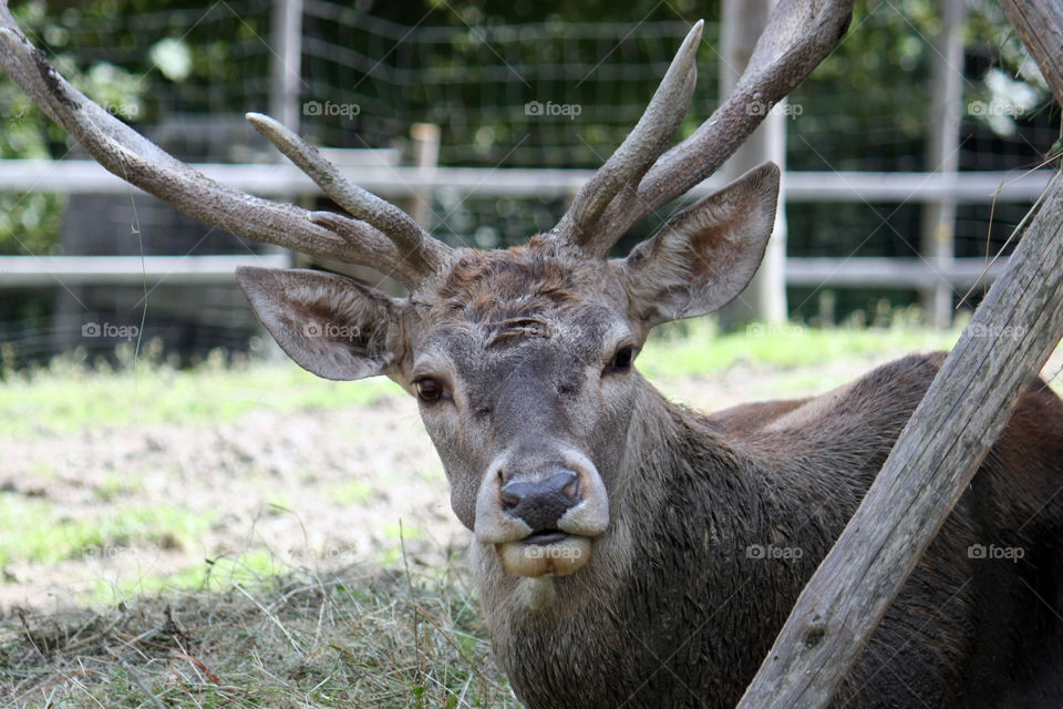 Deer