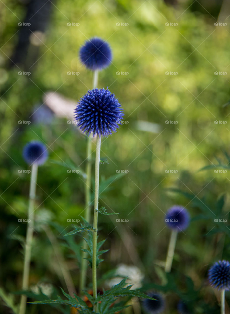 Globe flowers 