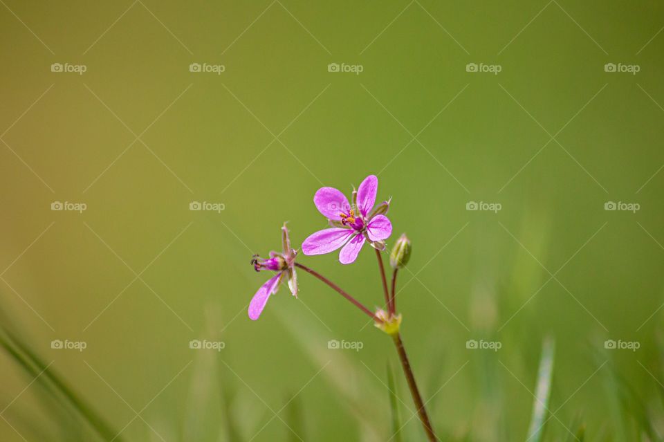 Beautiful pink flowers on field 