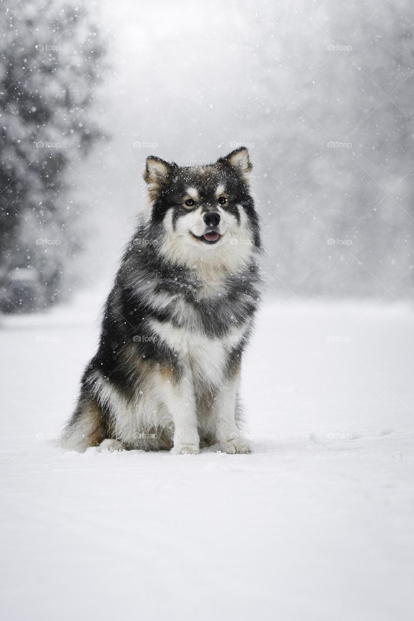 Portrait of a young Finnish Lapphund dog sitting outdoors in snow 