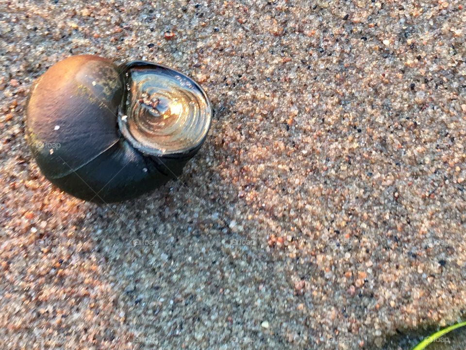 Fresh water black snail on lakefront beach 