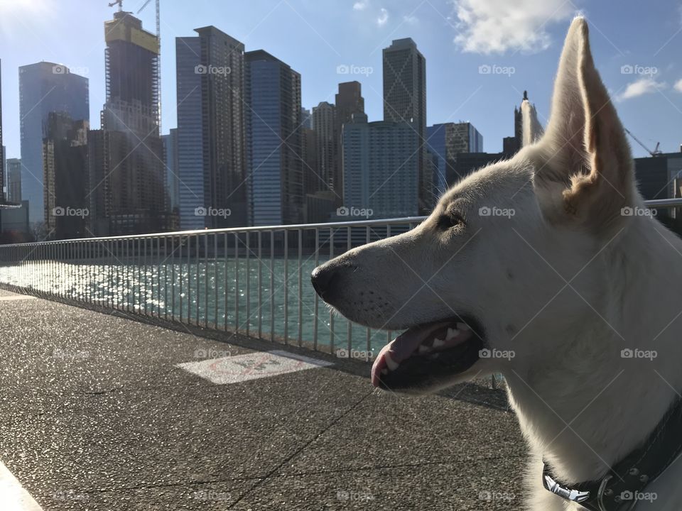 Pup and Skyline