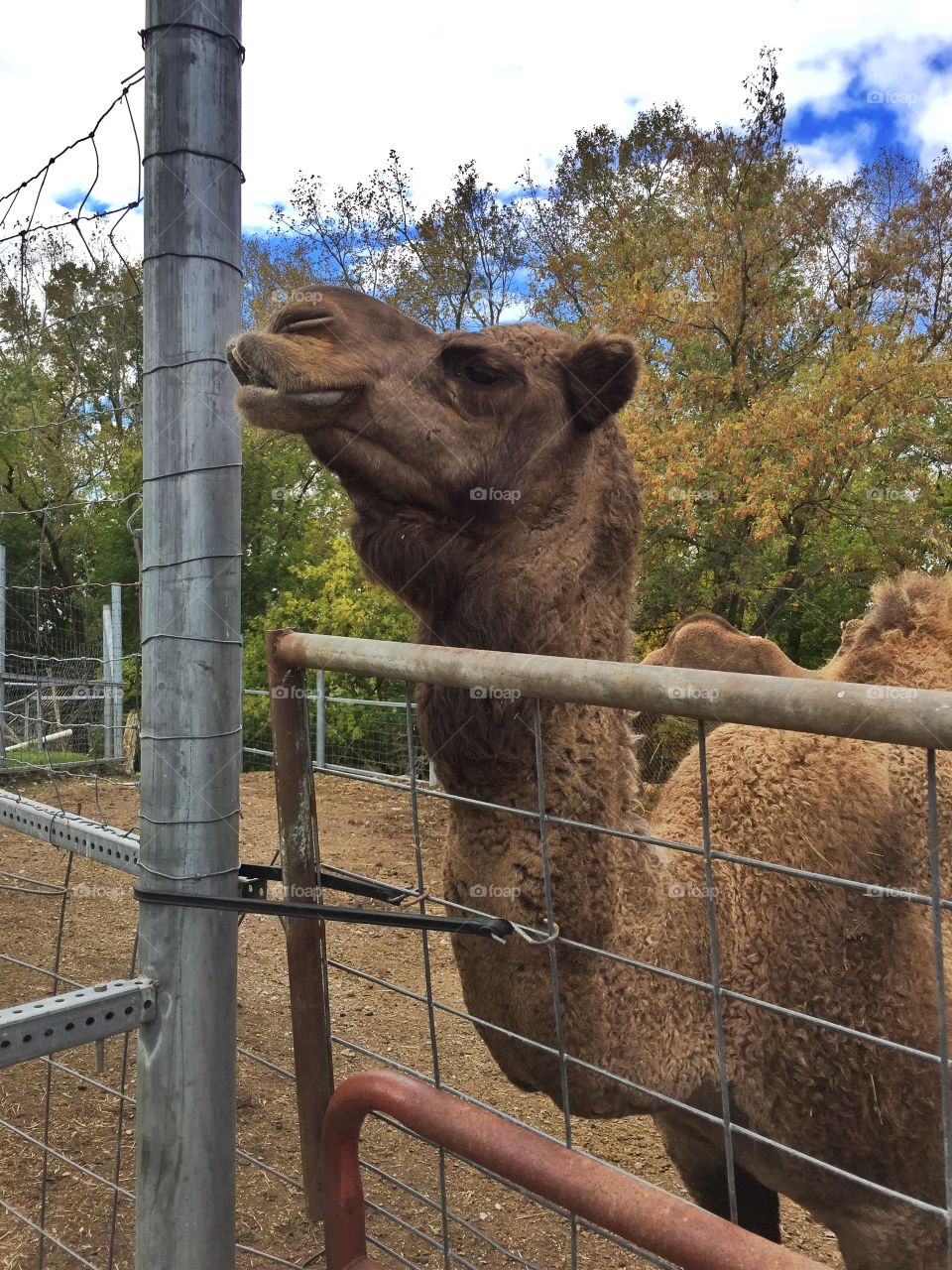 Cranky camel. Day at the farm
