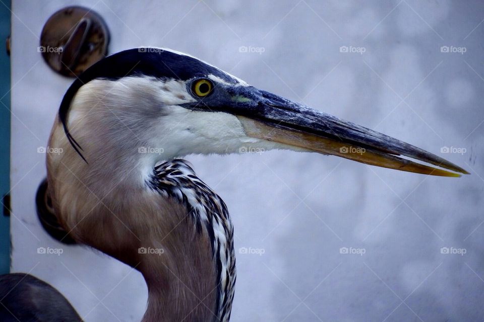 Great blue heron