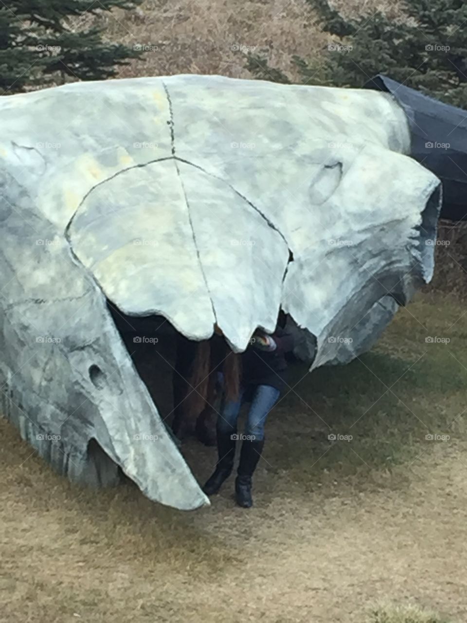 Buffalo skull 
