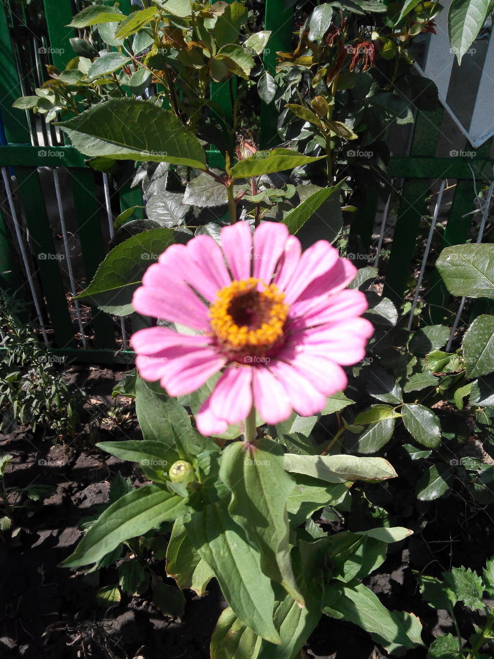 Flower, Garden, Flora, Nature, Summer