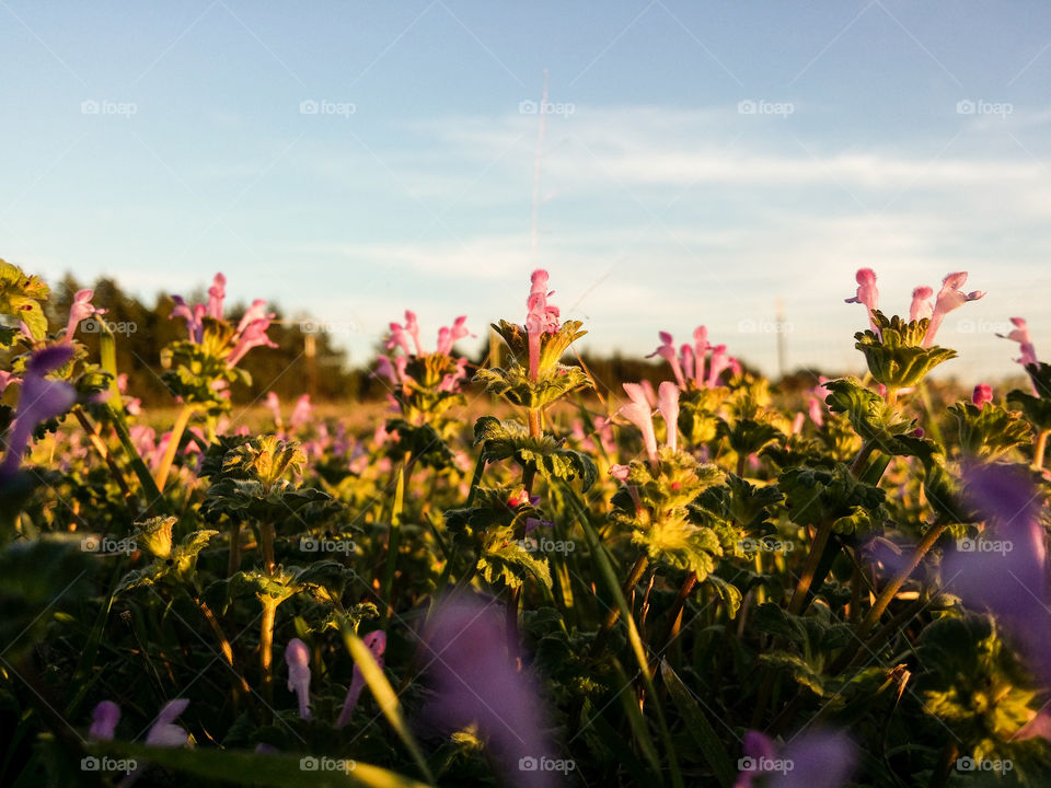 Pink Wildflowers