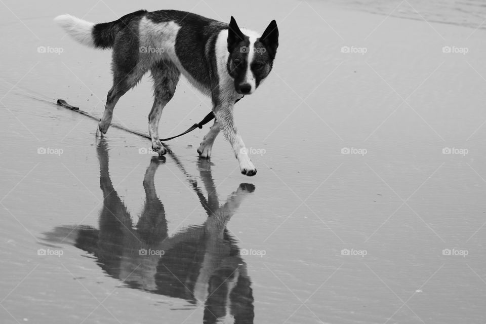 Dog walking in a shallow water its silhouette looking back at him