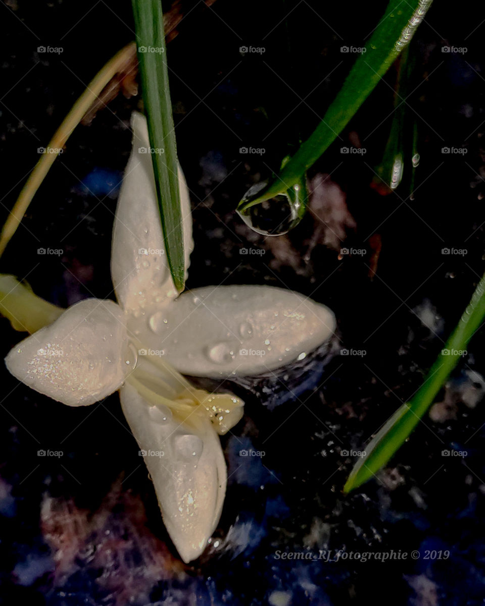 Stunning closeup shot of droplets on a white daisy