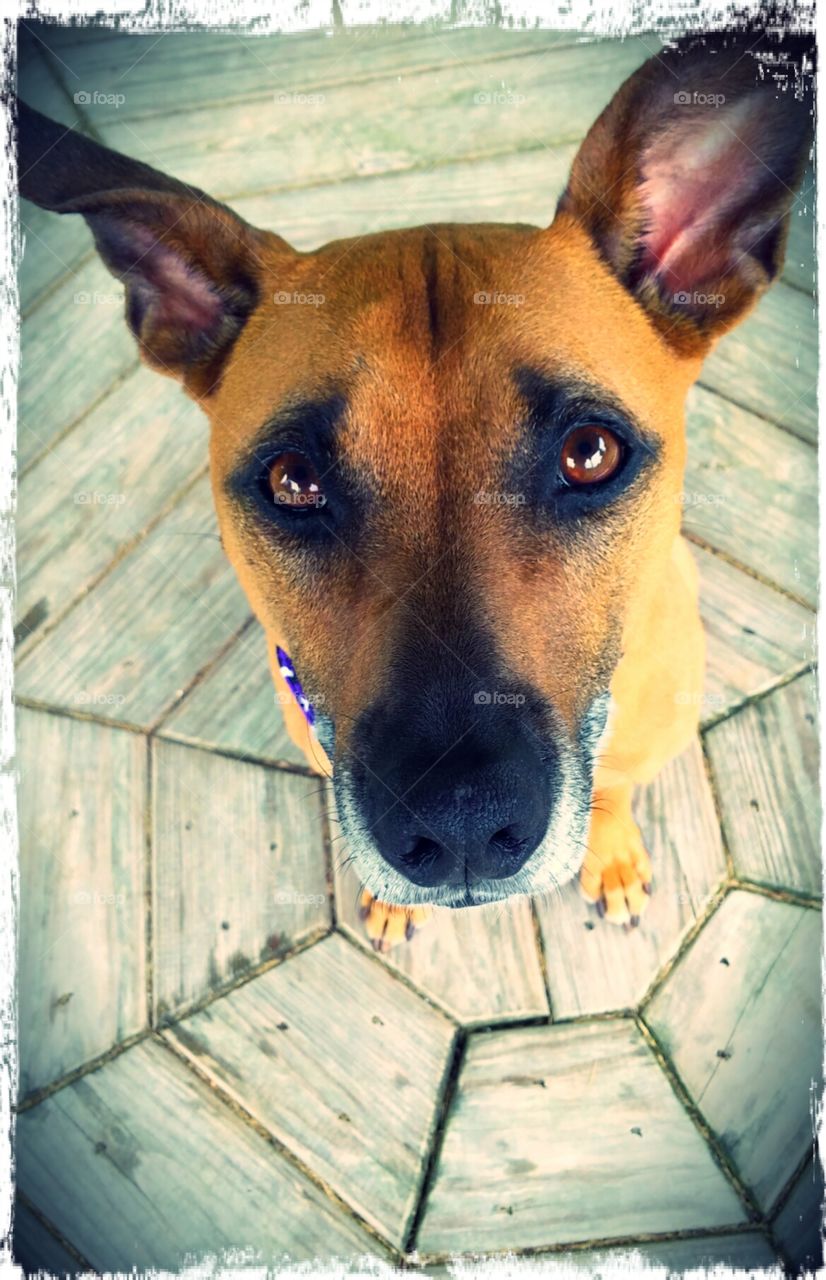 Quogue Gazebo . Lucy in the Hamptons 