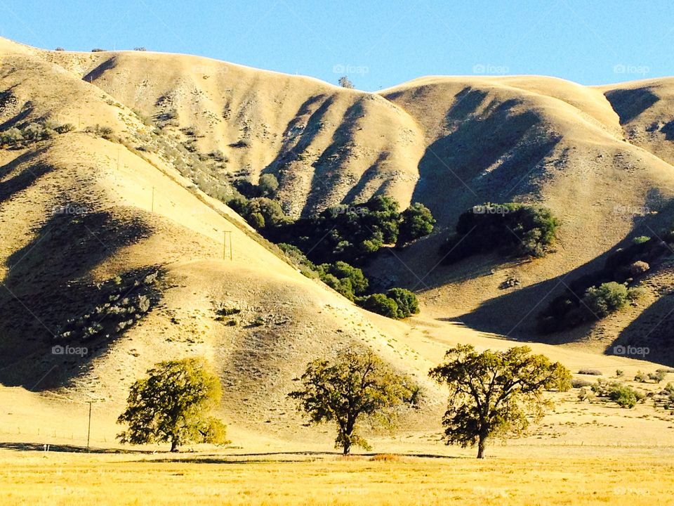 Hillside and trees