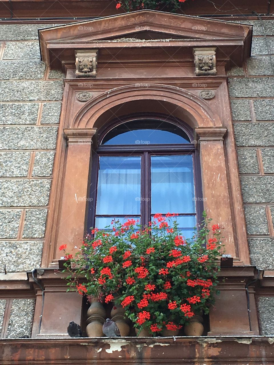 Window with flowers and pigeons, Brasov, Romania